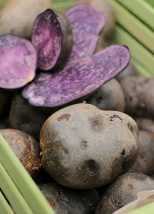 Фиолетовый картофель, фіолетова картопля, сорту Вітелот Vitelotte