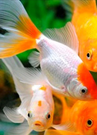 Набор: золотые рыбки + аквариум на 112л+корм