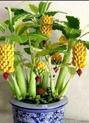 Семена банана беби плюс инструкция