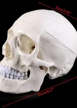 Анатомическая модель человеческого черепа 1:1