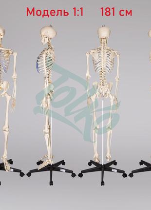 Скелет человека 181 см детальная анатомическая медицинская мод...