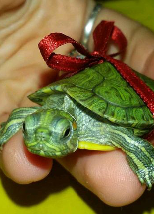 Набор : маленькая черепаха с террариумом и кормом
