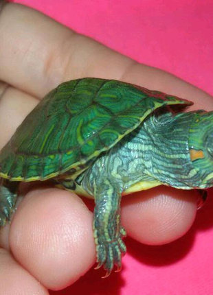 Набор: маленькая черепаха с террариумом и кормом