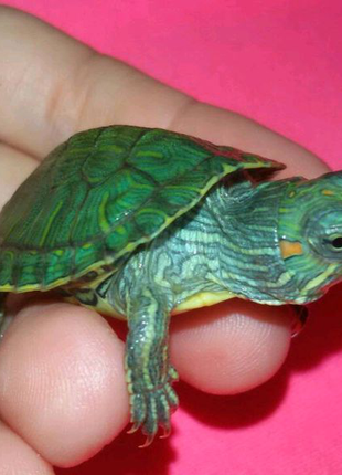 Набор: маленькая черепаха с террариумом и кормом