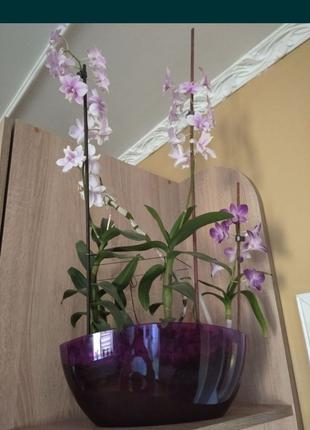 Дендрофаленопс , орхидея