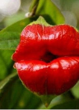 Cемяна бонсай растения "Psychotria элата секси губки"