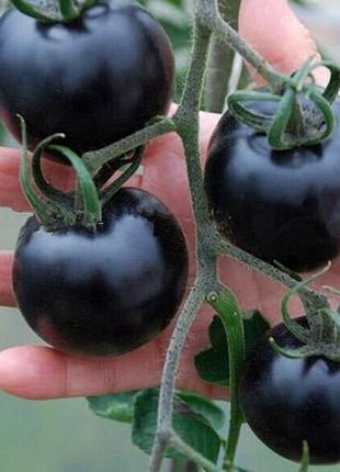 Семена черного помидора (томата)