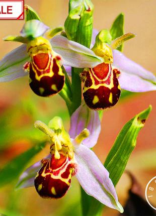 Семена орхидеи - "Лицо пчелы"