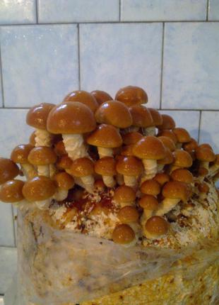 Мицелий грибов Фолиота Намеко