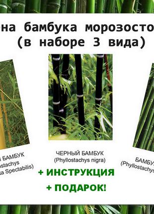 Семена бамбука морозостойкого 3 вида (100 шт)