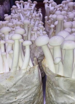 Мицелий грибов Шимеджи Буковый гриб 1 кг