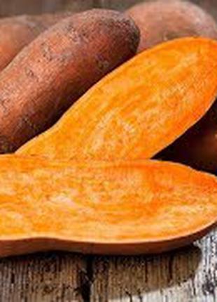 Батат оранжевых сортов рассада и клубни маточные 70 грн