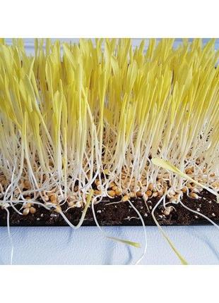 Семена для выращивания микрозелени кукурузы. 1кг (Микрогрин)