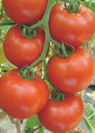 Семена томата Белле F1 (Belle F1) 500 шт., красного индетермин...