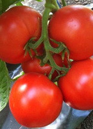 Насіння томату Агіліс F1 500 шт. червоного індетермінантного