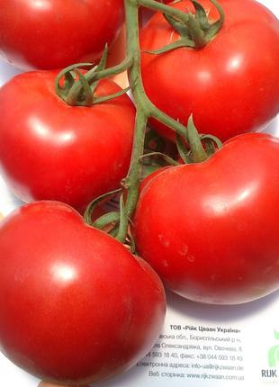 Насіння томату Махитос F1 (Mahitos 73-407 RZ F), 1000 шт., чер...