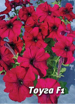 Семена петунии Тоуга F1, 100 шт., пурпурно-красная грандифлора