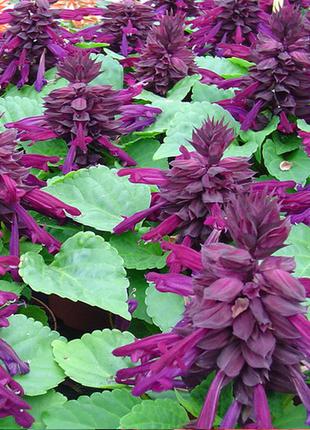 Семена сальвии Редди, 1000 шт. пурпурная, блестящая