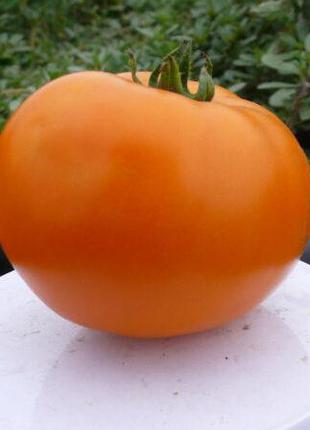 Семена томата Солидо (Solido) F1, 500 шт, оранжевого детермина...