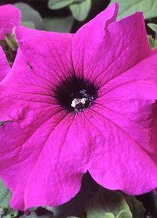 Семена петунии Танго F1, 100 драже, фиолетовая грандифлора