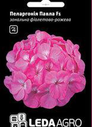 Семена пеларгонии Павла F1, 5 шт. (драже), фиолетово-розовая с...
