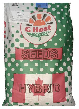 Семена кукурузы G Host GS 95 F21(Джи Хост) ФАО 210