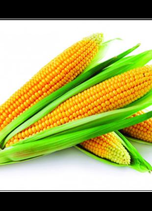 Збруч ФАО 310 Семена кукурузы