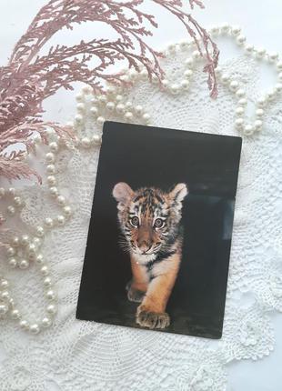 Амурський тигр срср тигр листівка 1982 рік вінтаж радянська фо...