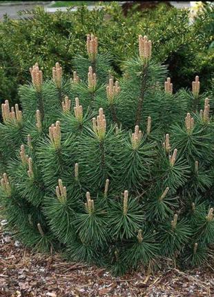 Сосна горная / карликовая Ротундата (Pinus mugo var. Rotundata...