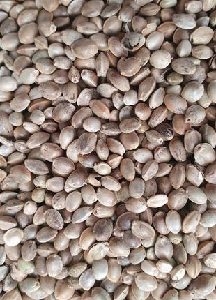 100 г конопля семена сушеные (Свежий урожай) лат. Cánnabis