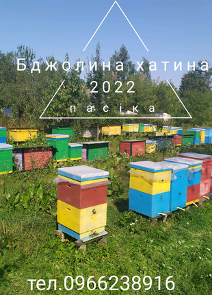 Бджолопакети карпатки 2023