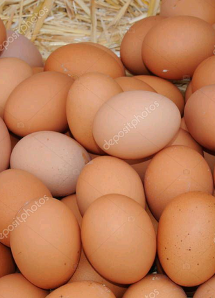 Інкубаційне яйце легкийгорн майстер Грей голошейка
