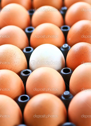 Інкубаційне яйце бройлера Кобб Росс Угорщина Чехія