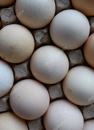 Інкубаційне яйце іспанка голошейка