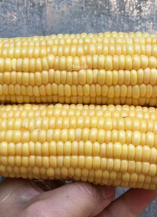 Семена кукурузы Оватона (Oveton) F1, 100 шт., суперсладкой (ТМ...