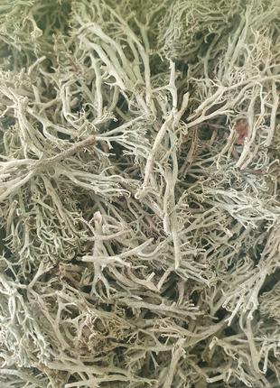 100 г ягель/оленячий мох сушений (Свіжий урожай) лат. Cladonia...
