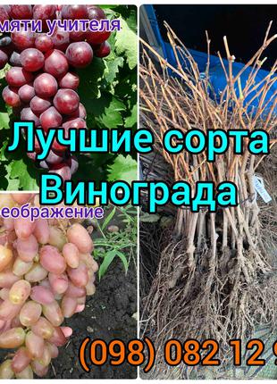 Саженцы винограда. Черенки Ландыш Ливия Руслан Преображение Да...