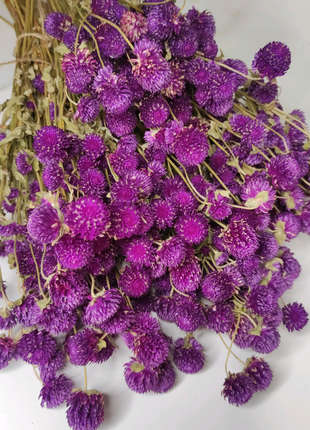 Гомфрена фиолетовая сухоцветы натуральные