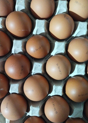 Ломан Браун Венгрия инкубационное яйцо