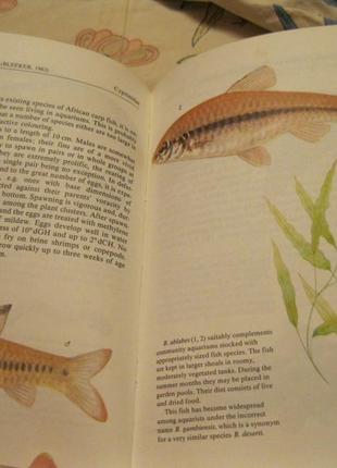 О рыбках на английском языке книга рыбки английский язык