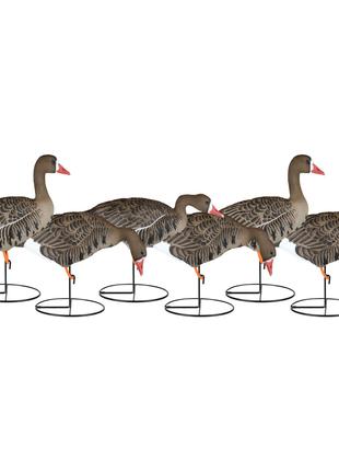 Dakota Full-Body X-reme Specklebelly Goose Decoys, 6 PACK