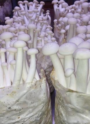 Грибной блок Шимеджи (HYPSIZYGUS MARMOREUS) Буковый гриб