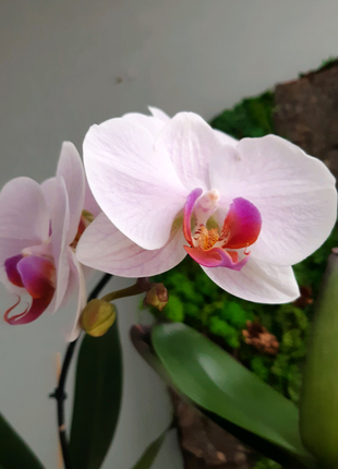 Орхидея фаленопсис Вашингтон Нежность