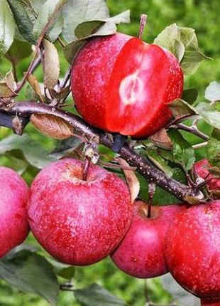 Саженцы яблони с красной мякотью Байя Мариса