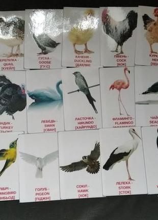 Картки домана птахи двомовні