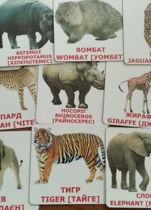 Картки домана тварини африки