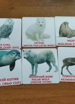 Картки домана тварини арктики
