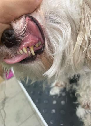 Уз ультразвуковая чистка зубов собакам без наркоза снятие камня