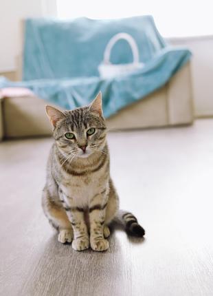 Сиєра — мармурова кішка (метис) безплатно