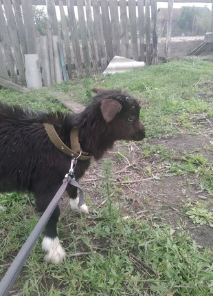Продам коз